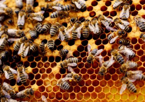 beehive_soundeffects_recording_16x9_900-jpg